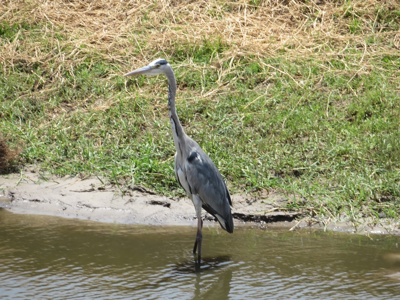 heron
