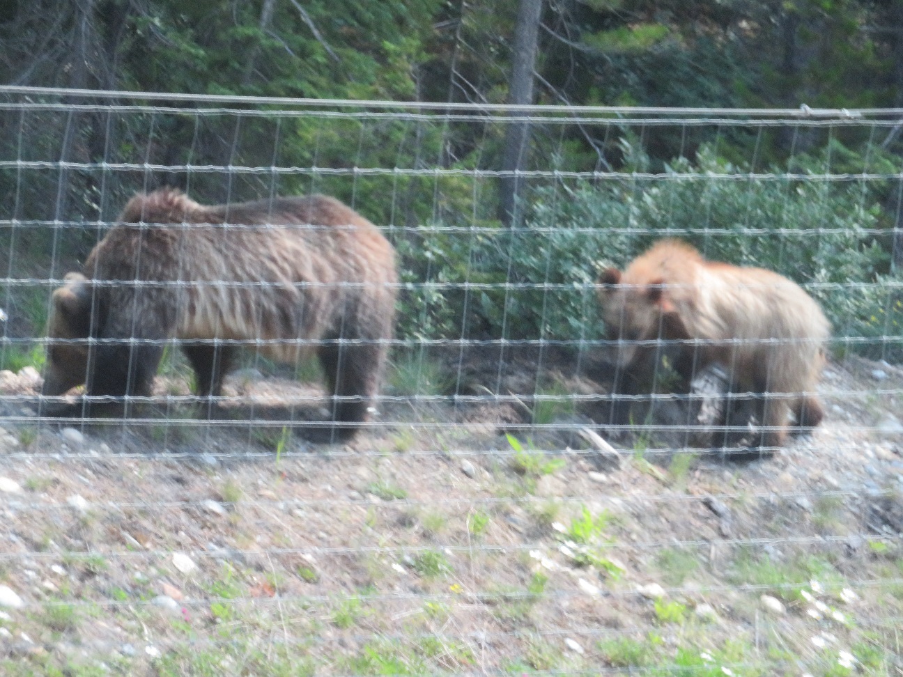 grizzlies